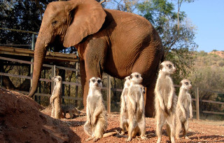 The Elephant Sanctuary near Johannesburg, Pretoria