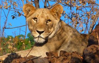 Pilanesberg Sunrise Safari.